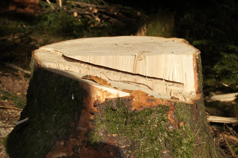 Fällung ohne Forstlibelle